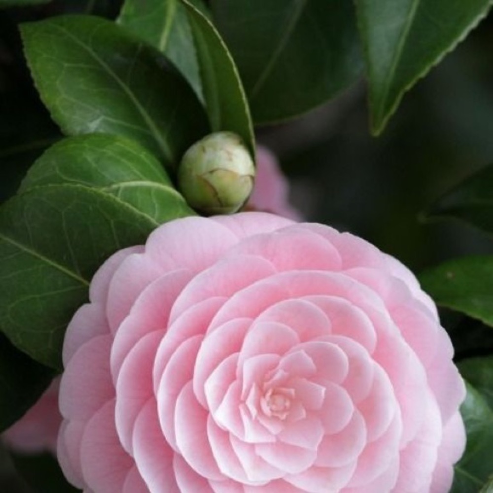 Have a great day 🌸